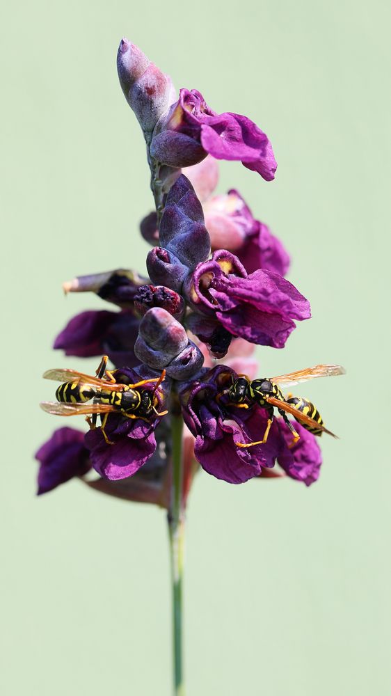 Photograph by Edvinas Misiukevicius