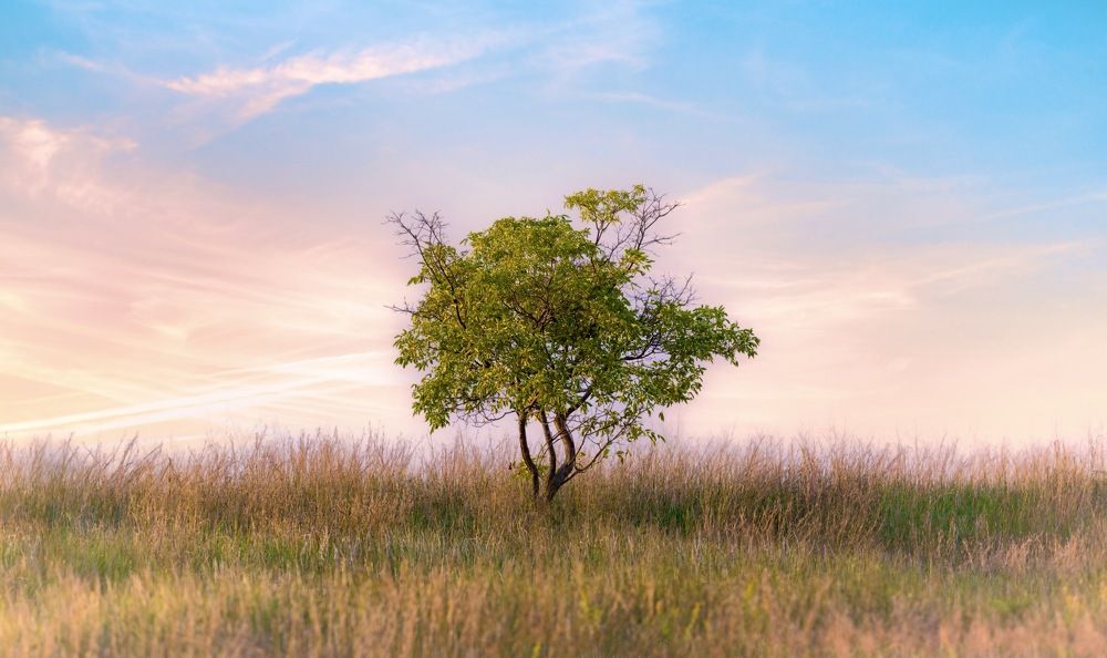 Lone Tree