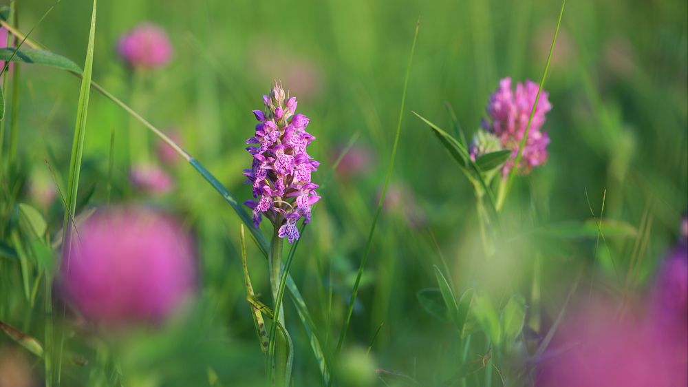 Photograph by Edvinas Misiukevicius