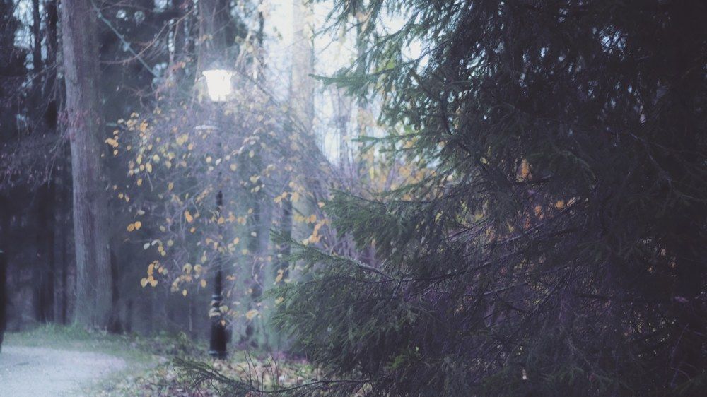 Photograph by Элеонора