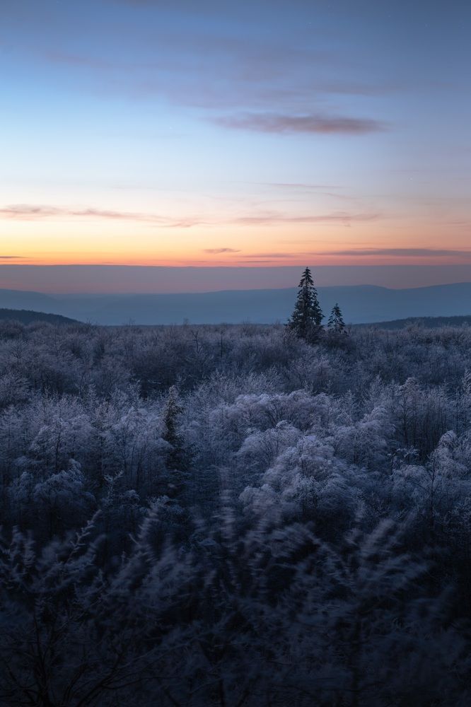 Lone Trees