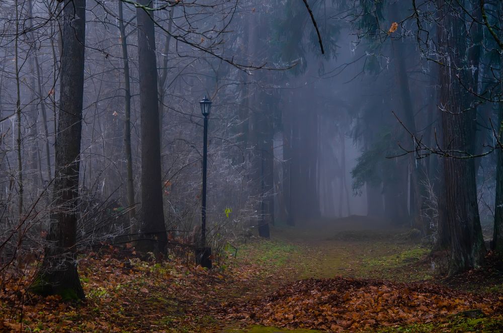 Halloween morning. Fog and cobwebs