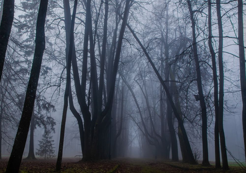 Foggy alley.