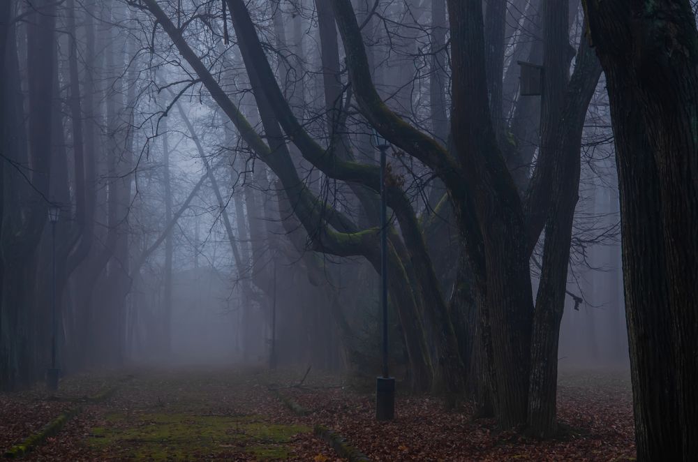 Who is hiding in the fog?