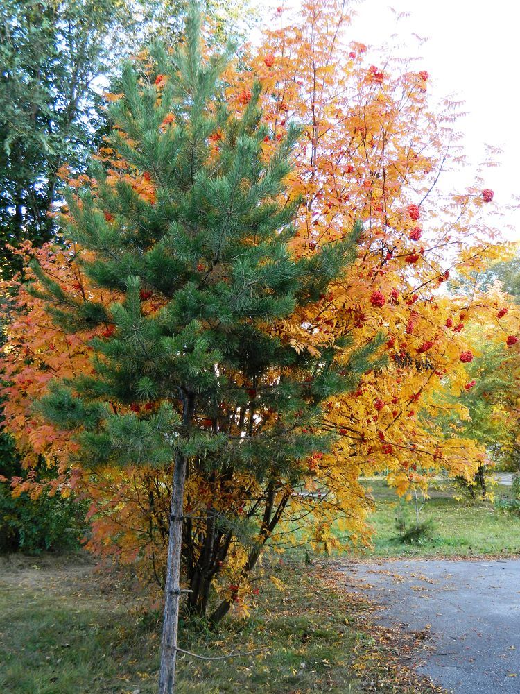 Photograph by Татьяна Гульпа