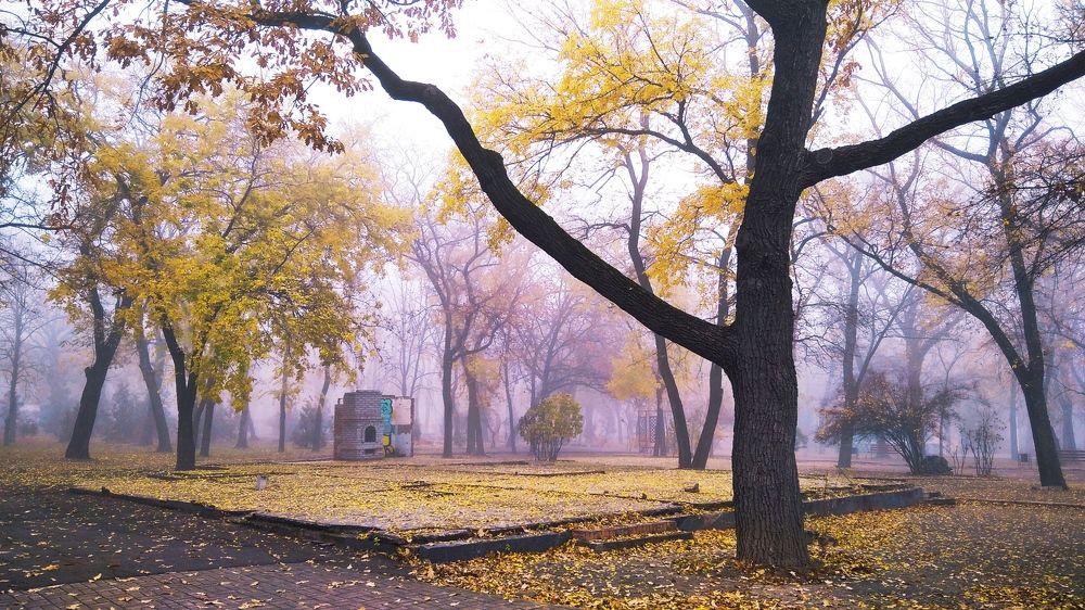 Графика осеннего дерева