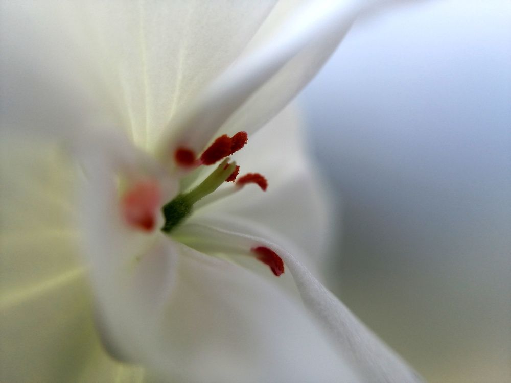 Пеларгония