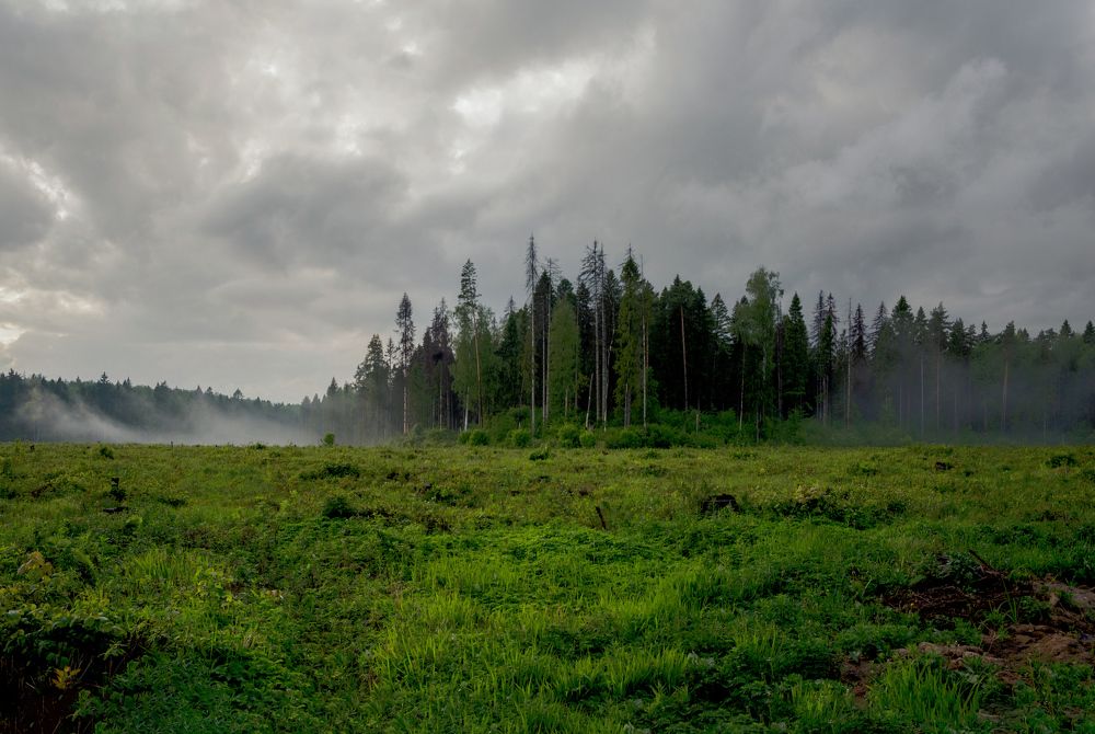 заколдованный лес