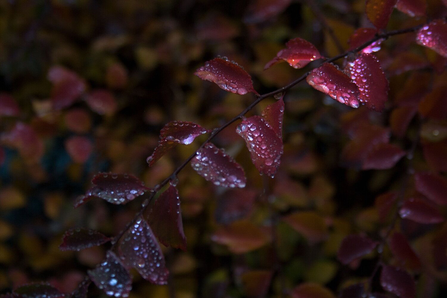 Photo #6700944