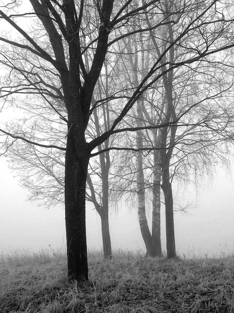 Photograph by Игорь Меньшенин