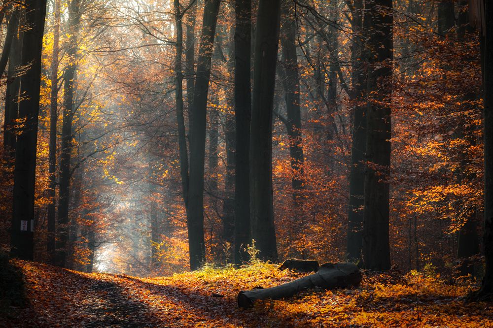 Photograph by Figat Marcin