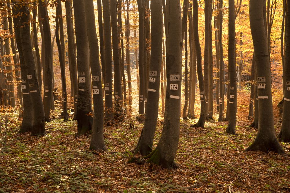 Photograph by Димитър Димитров