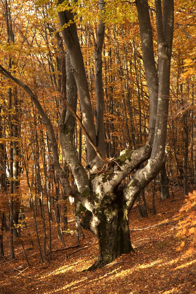 Photograph by Димитър Димитров