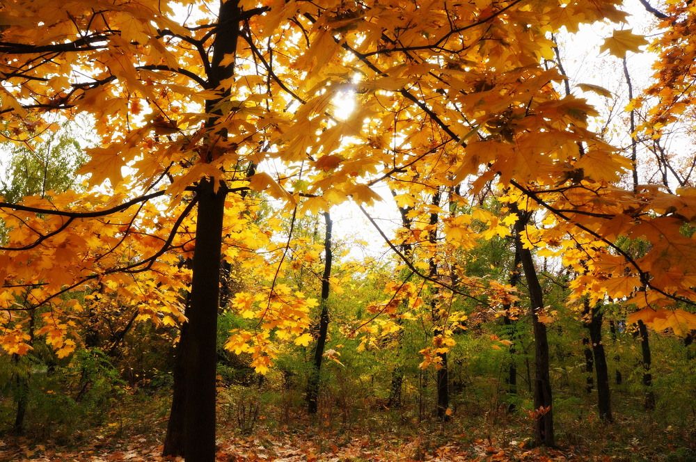 Фотография автора Светлана Груньковская