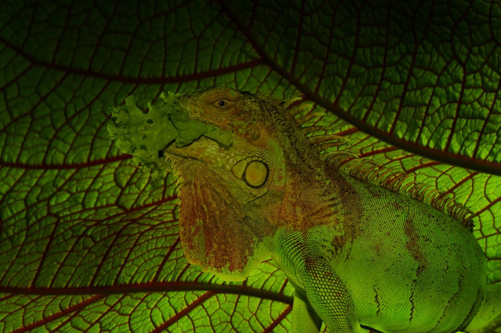 Photograph by Михаил Серебренников