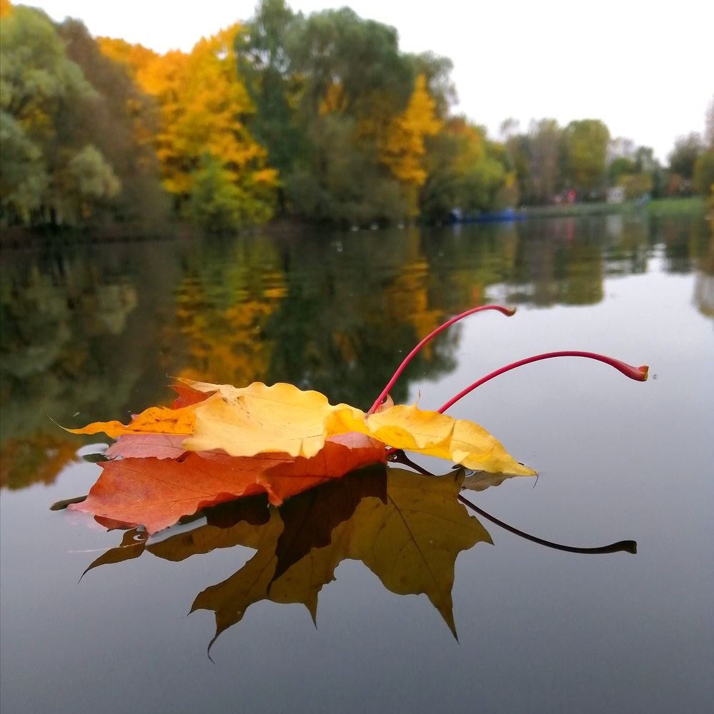 Photograph by Светлана Веселовская