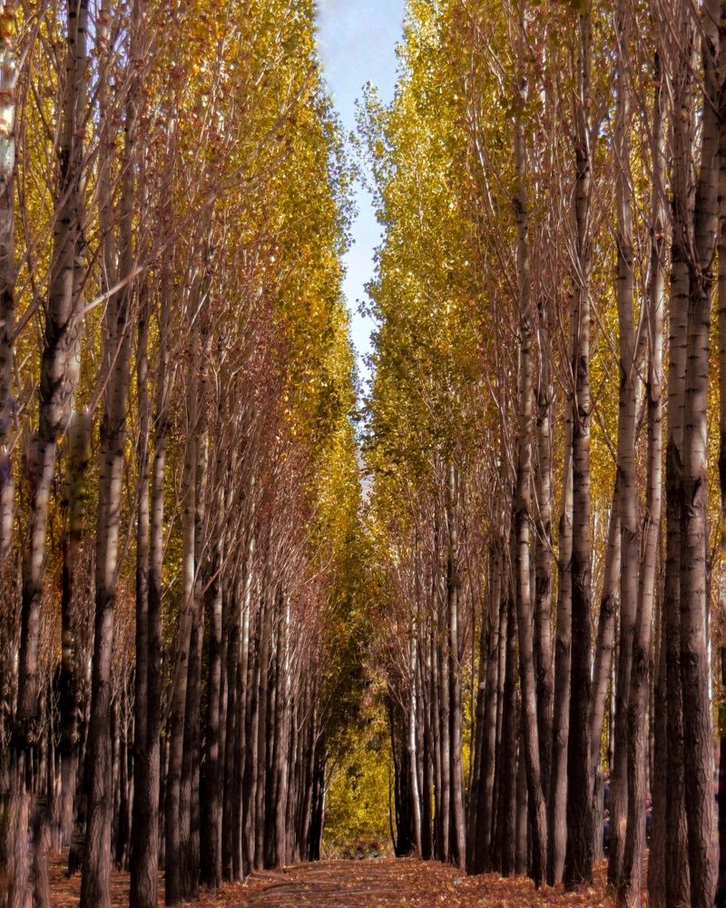 Photograph by Amin Hadadian