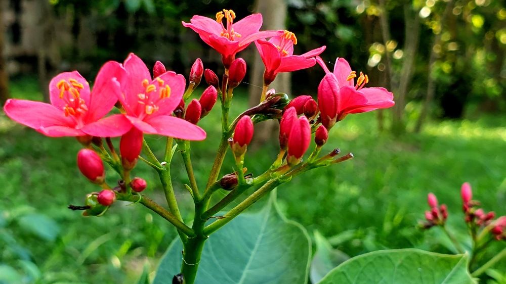 Photograph by Kamal Kishore Srivastava