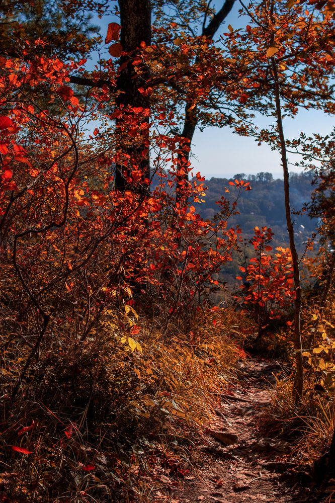Тропинка в осеннем лесу.