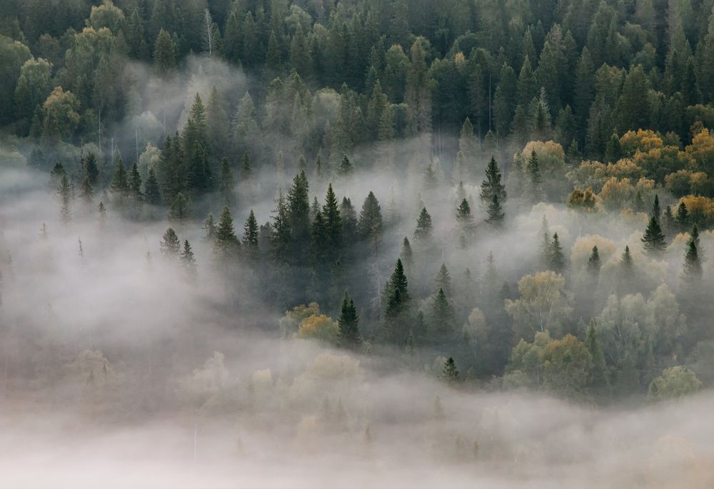 Утренний туман