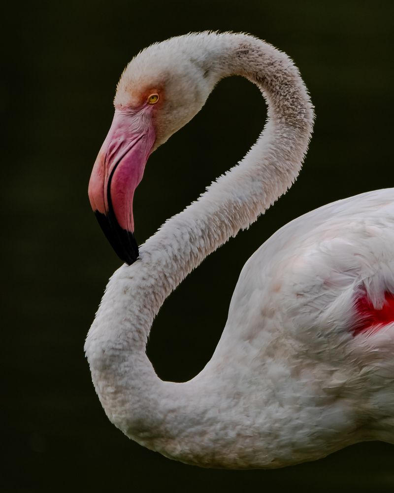 Photograph by René Richard Verona