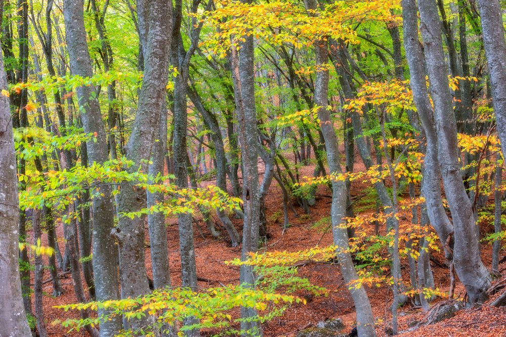 Photograph by Евгений Дробжев