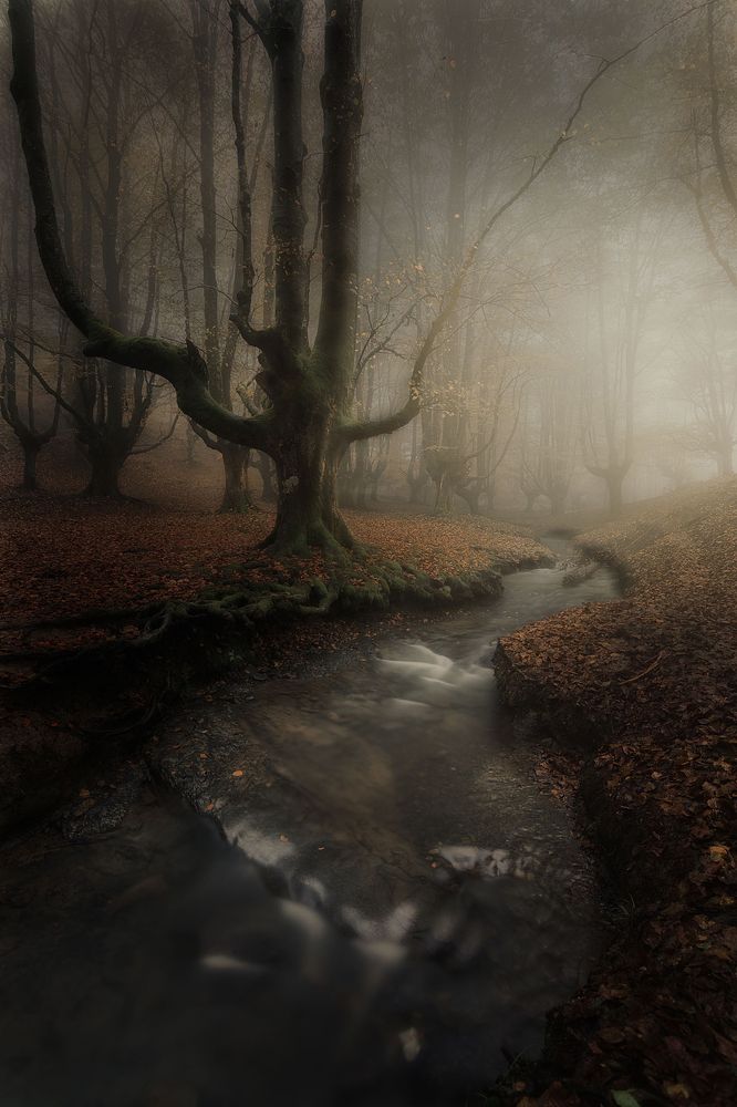 The enchanted forest