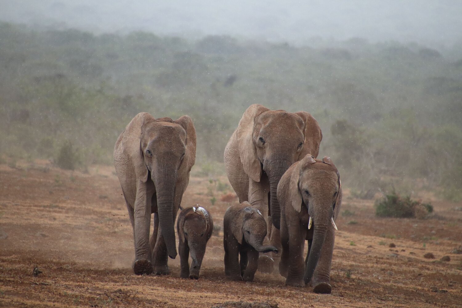 Elephant family