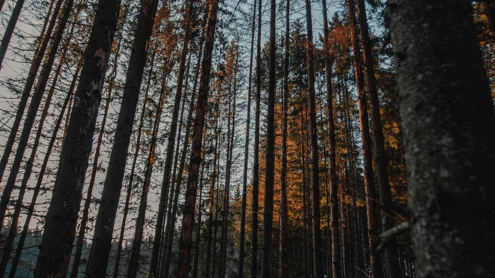 Photograph by Анастасия Кобелева