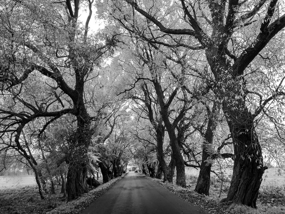 Photograph by Ольга Еженевская