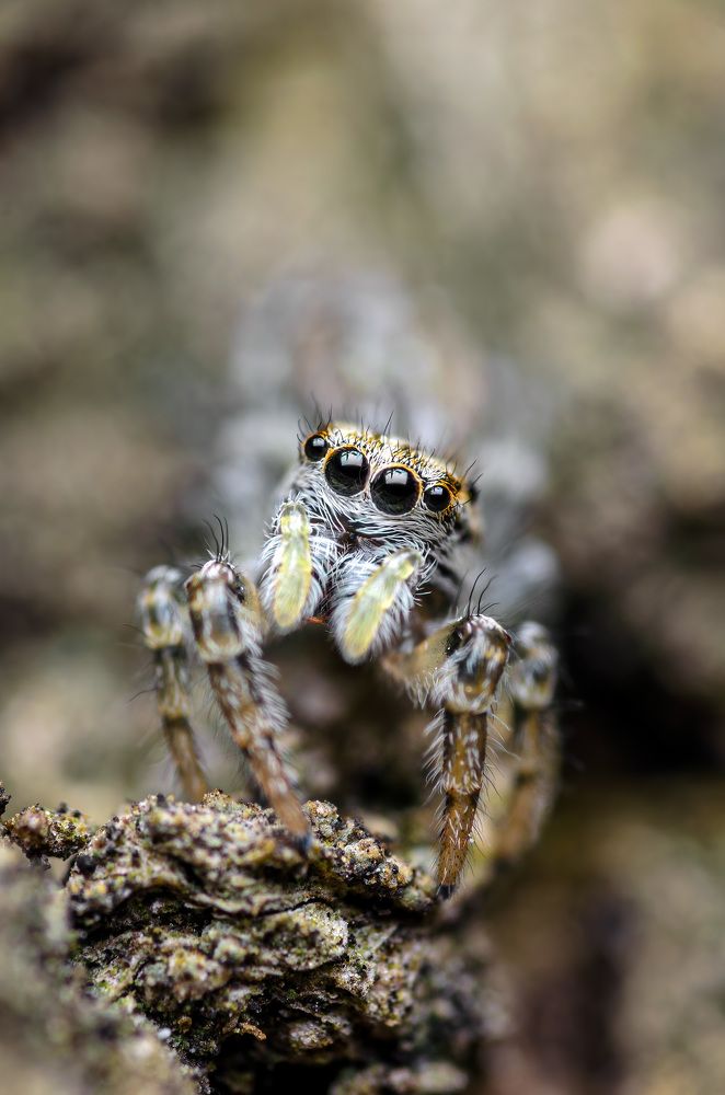 Фотография автора Сергей Чебанов