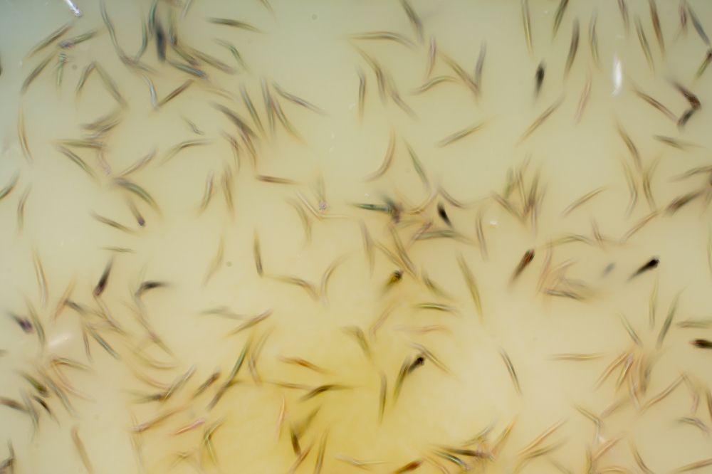 Photograph by Dibyendu Saha