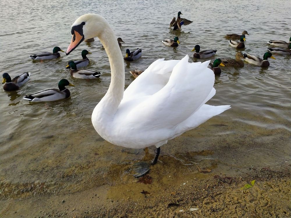 белая лебедушка