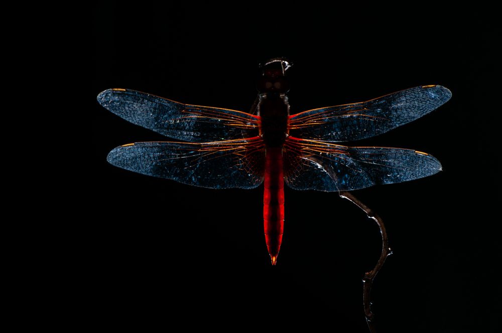 Photograph by Chamara Sulakkhana Polwatta Siriyalage