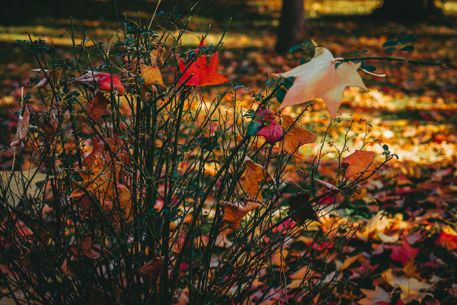 Photo #6703455