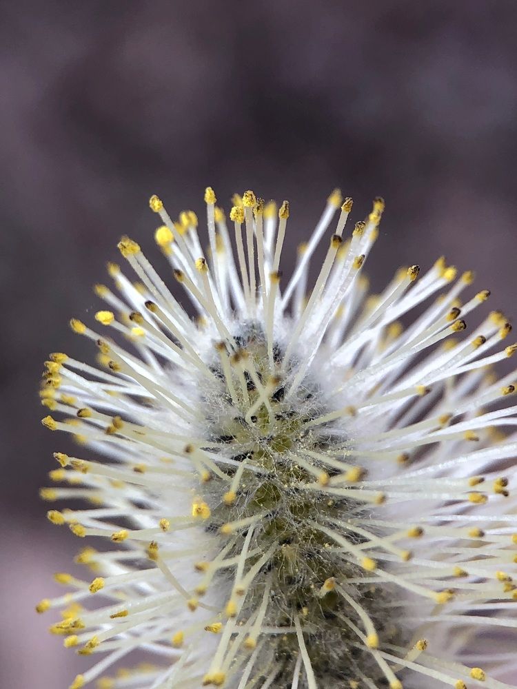 Photograph by Диана Гювенч