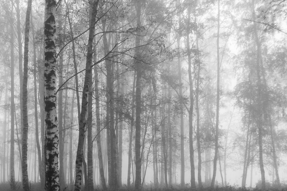 Photograph by ирина лебедева