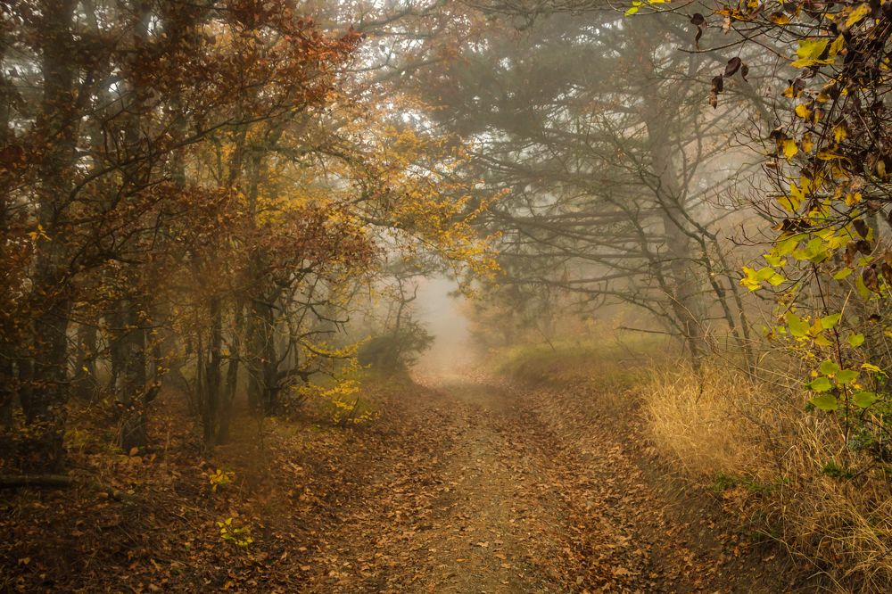 Photograph by Игорь Сидун