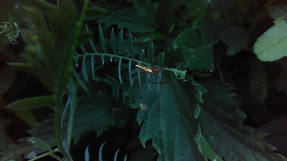 Photograph by Лидия