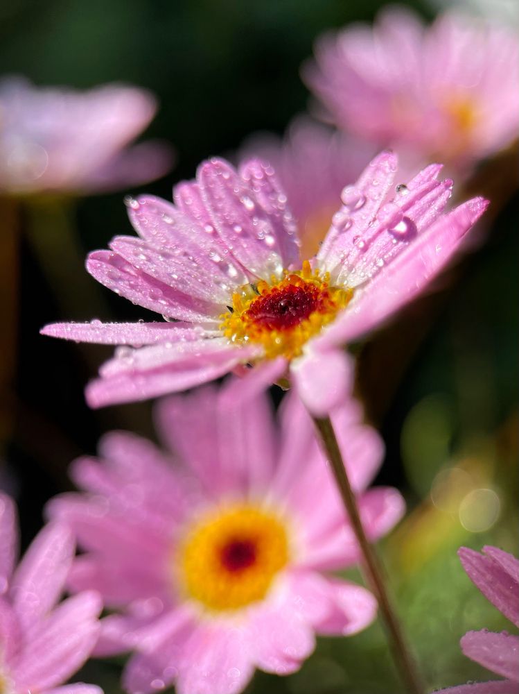 Photograph by Диана Гювенч