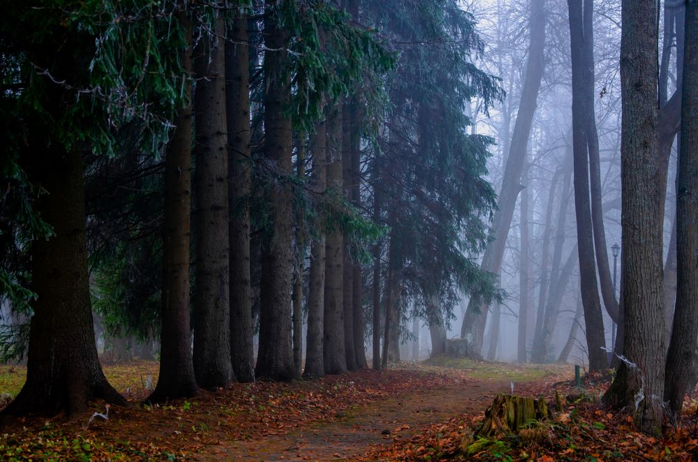 Photograph by Ольга Заповедная