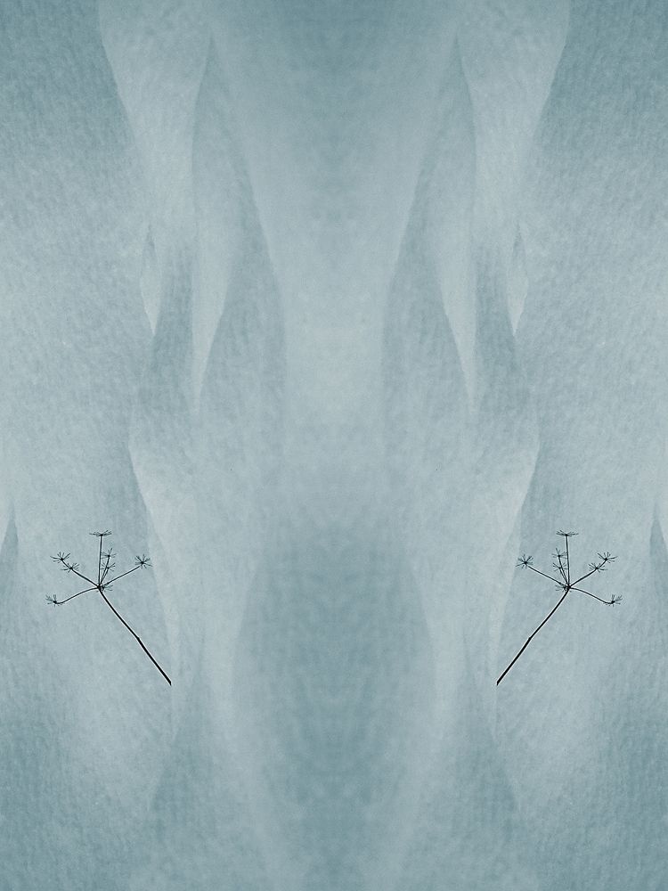 Фотография автора Remus Lucescu