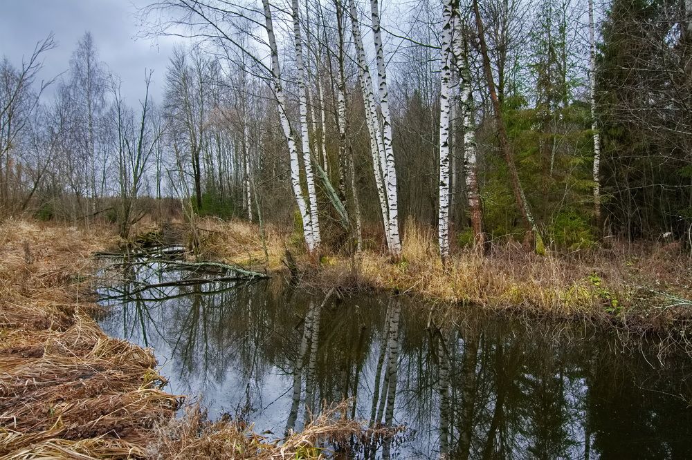 Белые берёзки.