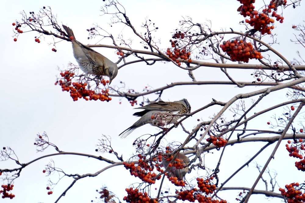 Photograph by Алфия Бугакова