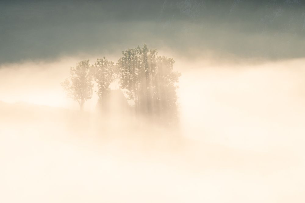 Fog in the forest of Salciua
