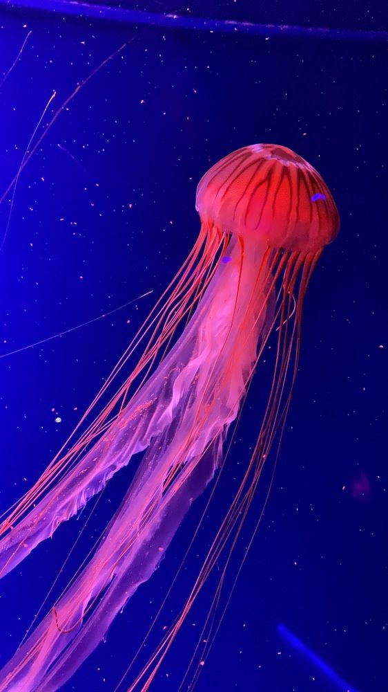 Photograph by Мари Полищук