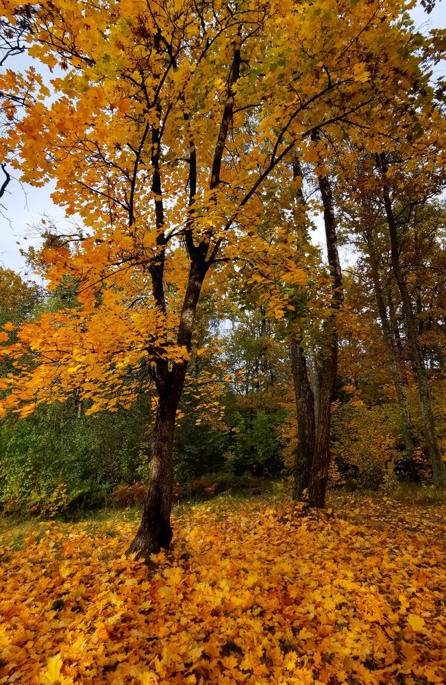 Клён и Осень