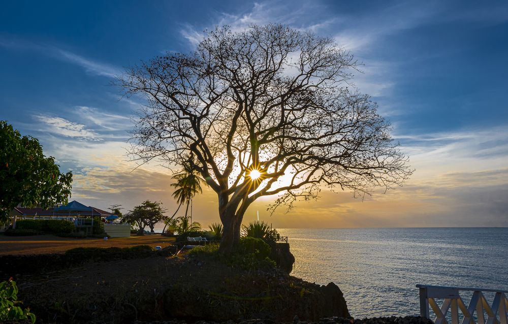Sunset Tree of life