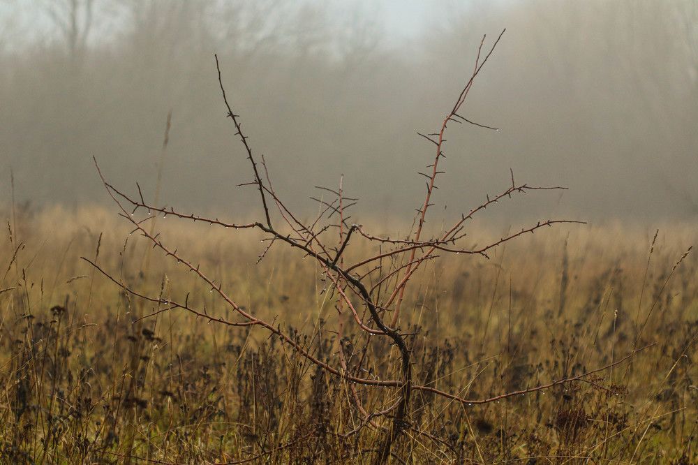 Photograph by Екатерина Воробьева