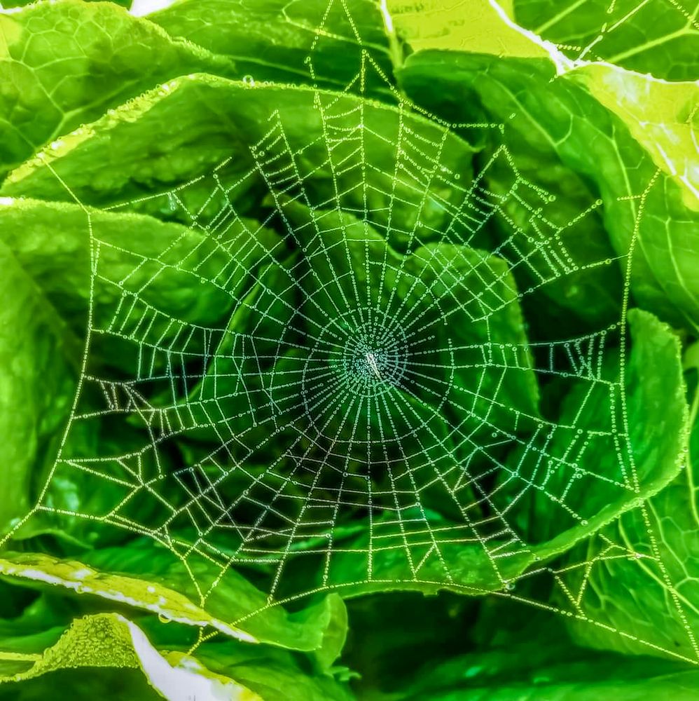 Spiral symmetry in lettuce